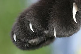Claw removal in cats. Pros and cons