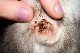 Cat ear mite, symptoms and treatment