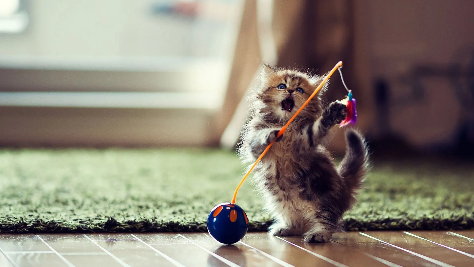 kitten play