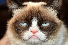Grumpy Cat movie trailer released