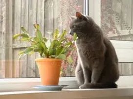 Ядовитые растения и цветы для кошек