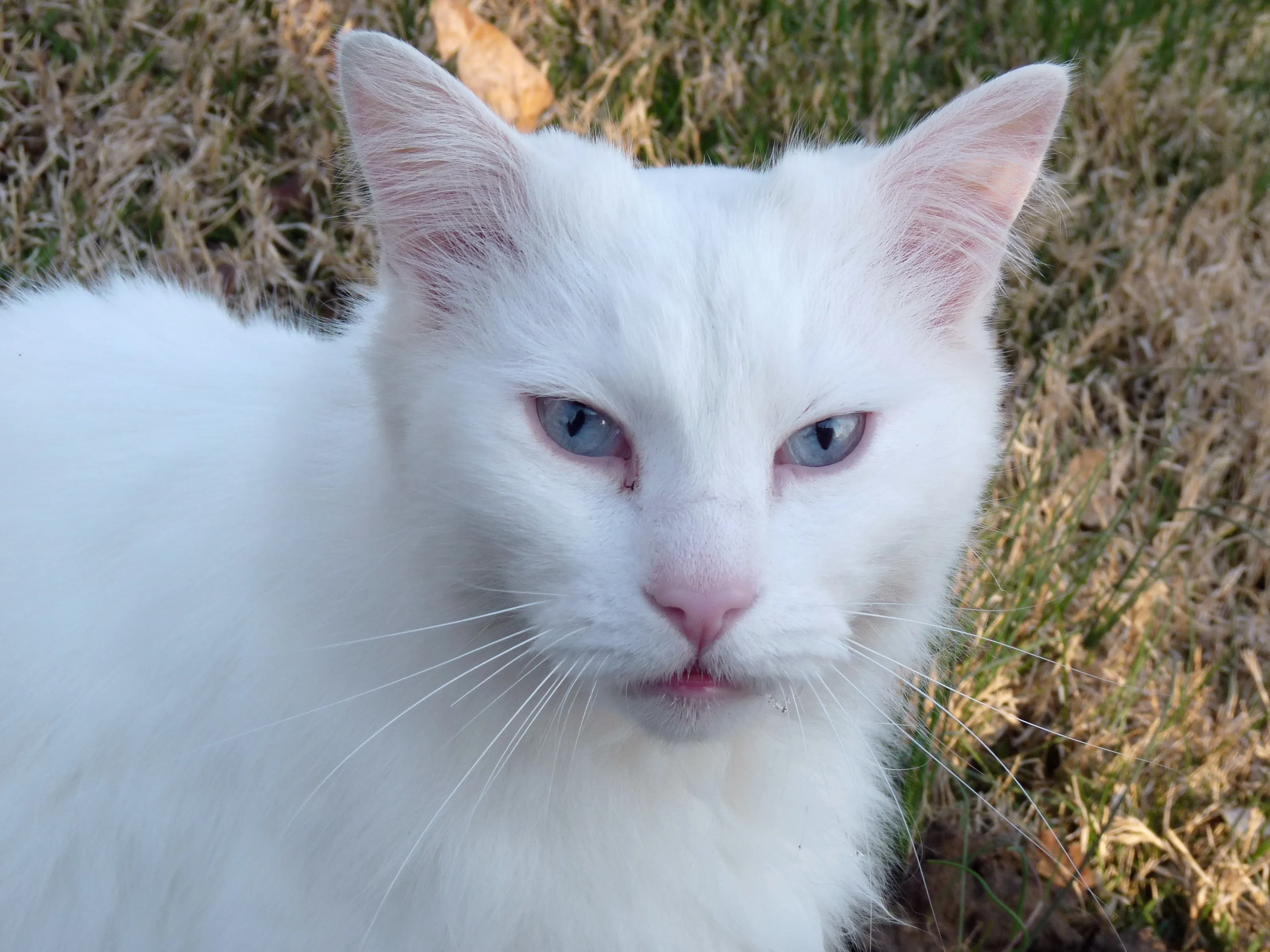 White cats