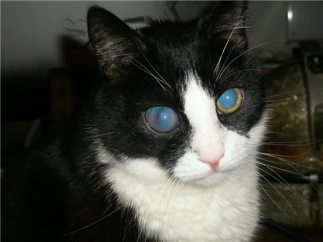 glaucoma in cats