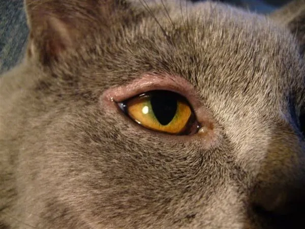 blepharitis in cats