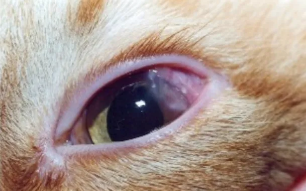 conjunctivitis in cats