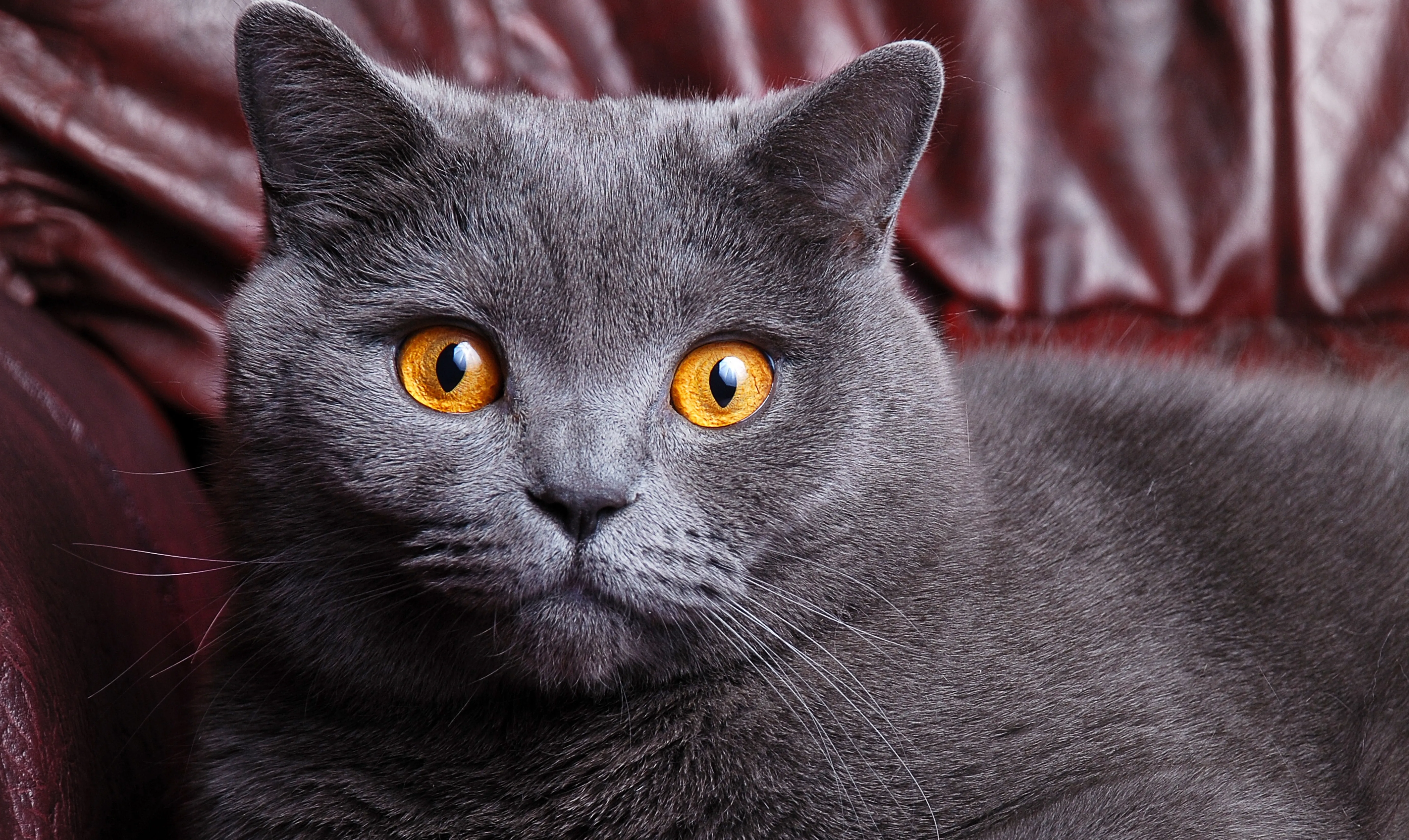 British Shorthair cat