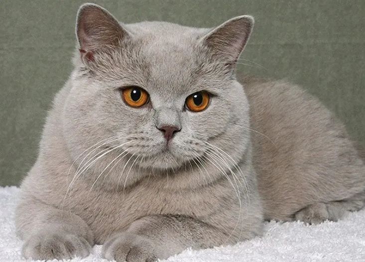 British Shorthair cat