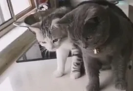 Giant fish almost ate curious cats (video)