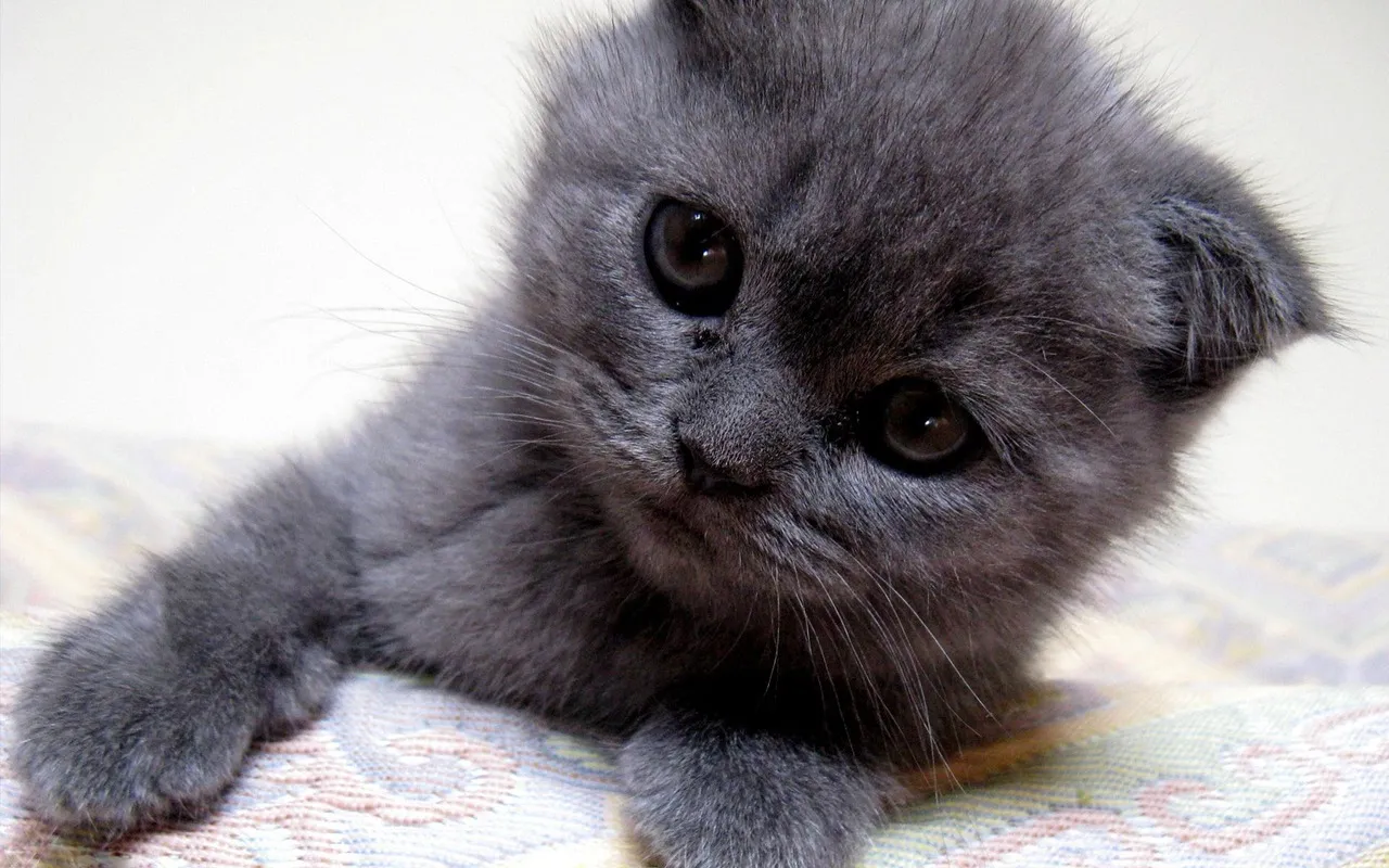 Как назвать серого котёнка. Клички (имена) для серых котов и кошек
