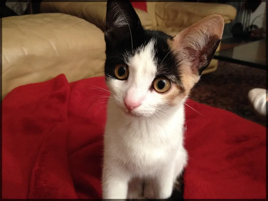 tricolor kitten