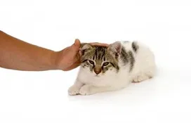 How to pet a cat properly. Where not to pet a cat