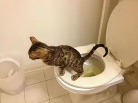 How to Train a Cat to the Toilet