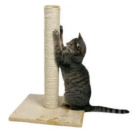 How to train a kitten to the scratching post