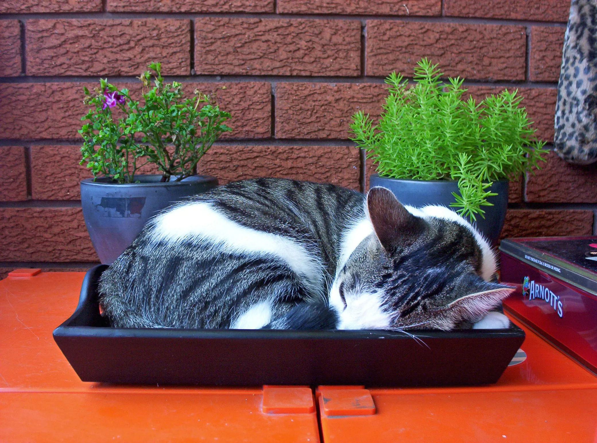 Train your kitten to the litter box