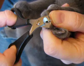 How to trim a cat's claws? Tips and tricks