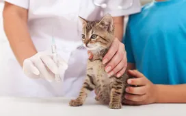 What vaccinations are given to kittens?