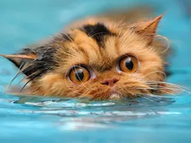 Why are cats afraid of water?