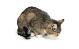 Cat vomiting, causes, treatment, first aid