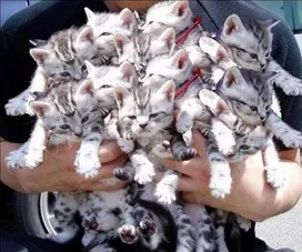 Сколько в мире кошек?