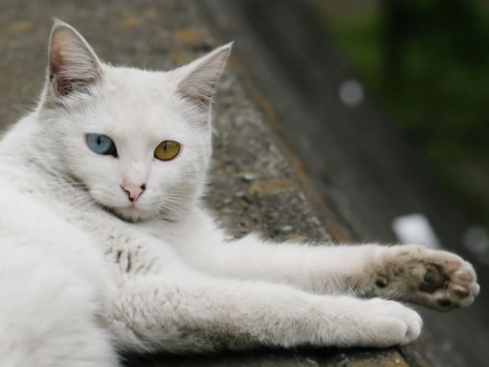 Turkish_Angora2