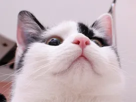 Удивительный вопрос, почему у кошки мокрый нос?
