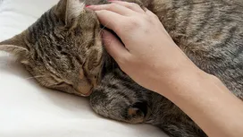 Types of stroke in cats, their signs and treatments