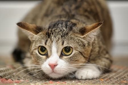 Cat Adaptation. How to reduce the stress of moving to a new home?