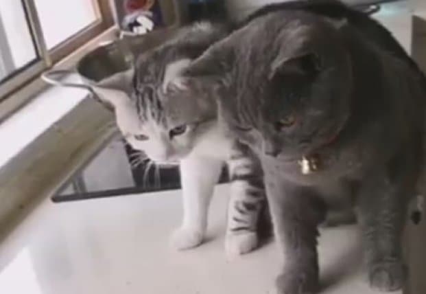 Giant fish almost ate curious cats