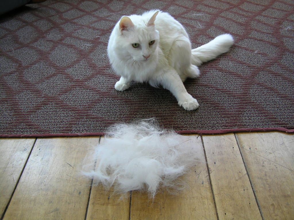 How to deal with cat hair in the apartment