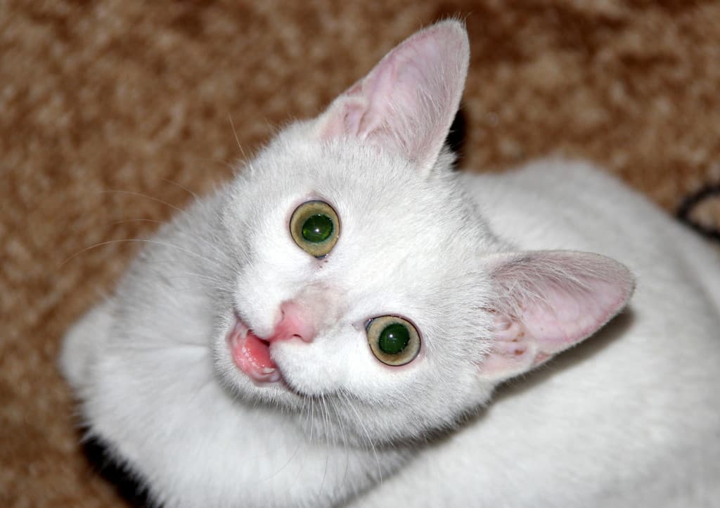 How to prepare for a kitten in the house?