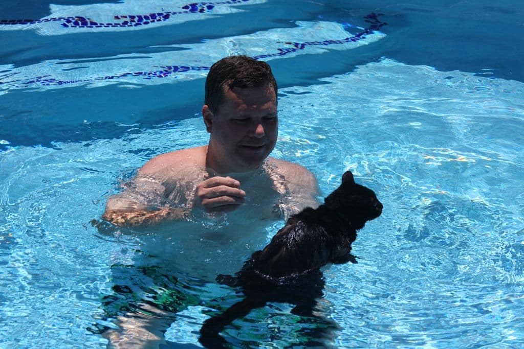 How to accustom a cat to the water, five simple tips