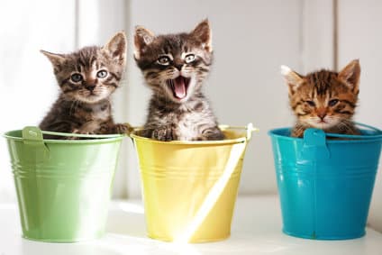 How to choose a kitten, 5 mandatory questions for the seller