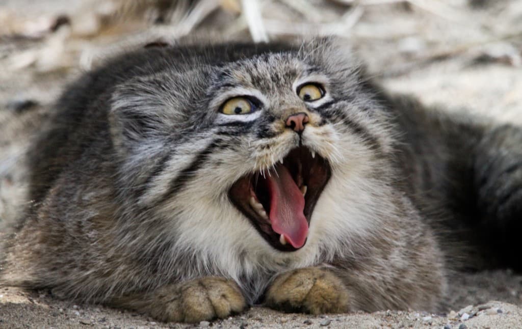 Pallas' cat to become the mascot of the SCO Student Spring