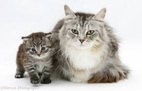 First cat, Is it worth buying an adult cat or a kitten?