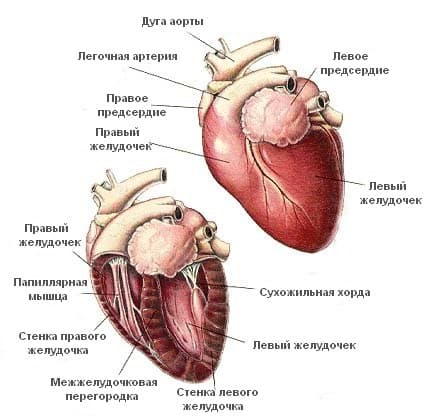 Пороки сердца у кошек, причины, симптомы, лечение